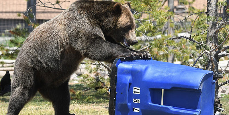 Bears Want Your Trash!