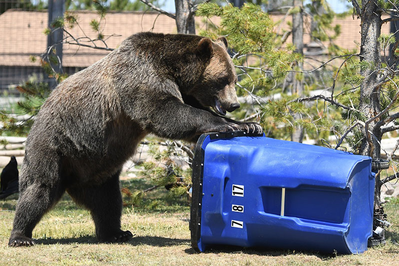 keep bears out of trash bins