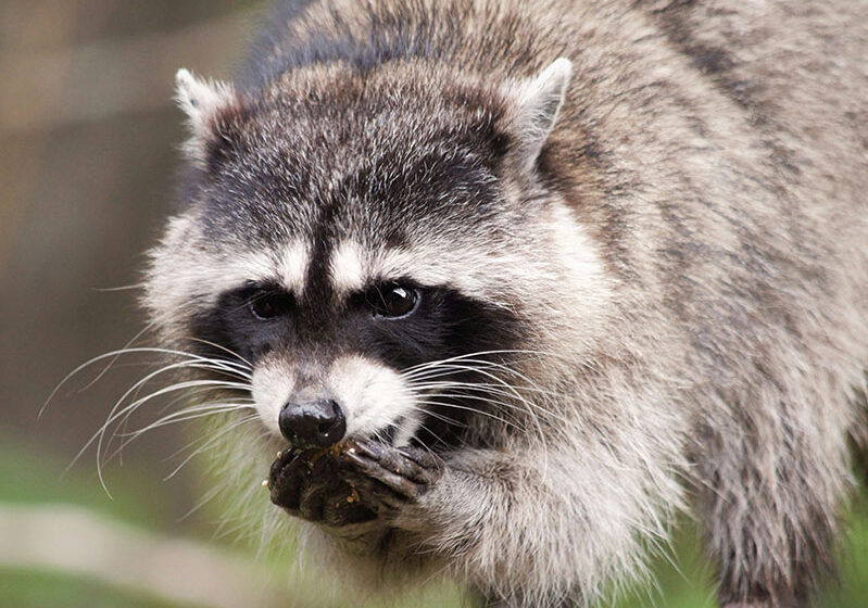 Keep Wildlife Out of Trash