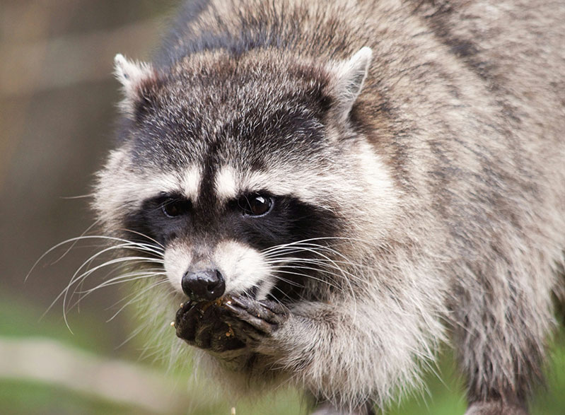 raccoon eating food scraps from household waste