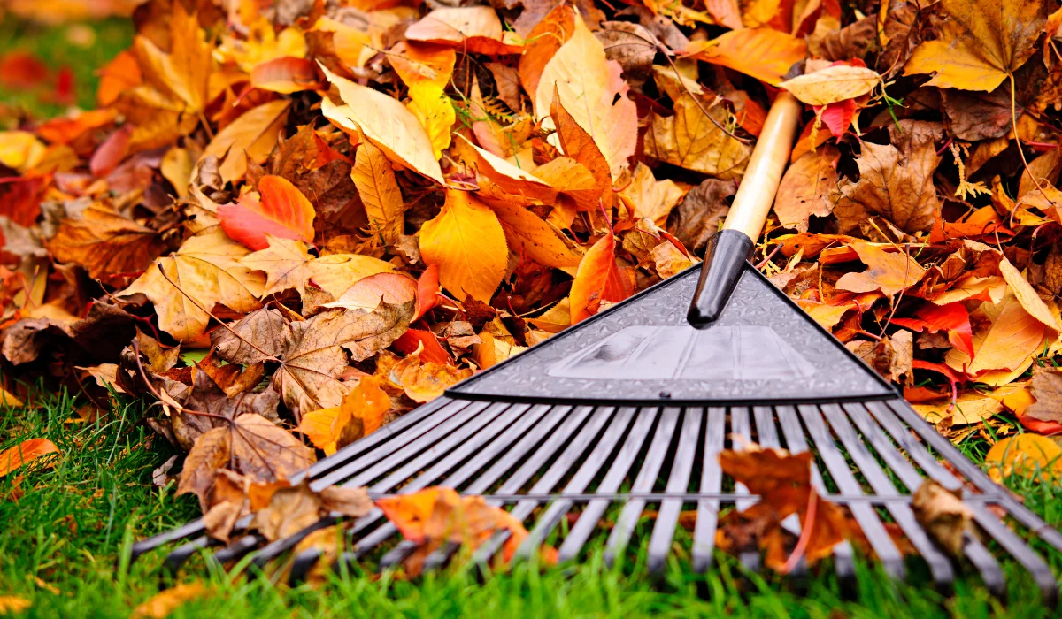 fall-leaves-clean-up