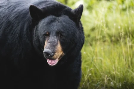 How to bear-proof your trash can in rural Colorado home