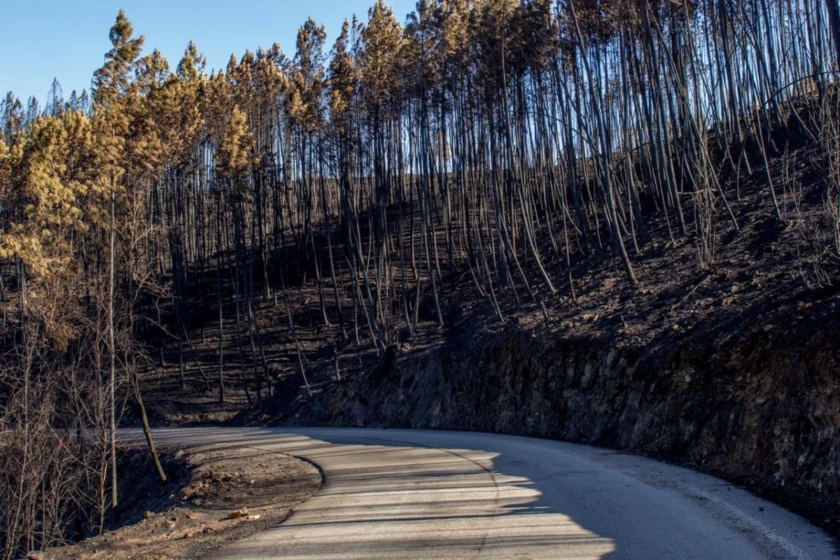 Returning Home After a Wildfire: What to Do After the All-Clear