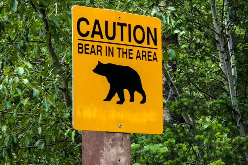 Bear Resistant Trash Storage Tips for Communities Affected By the Aspen Acres Wildfire