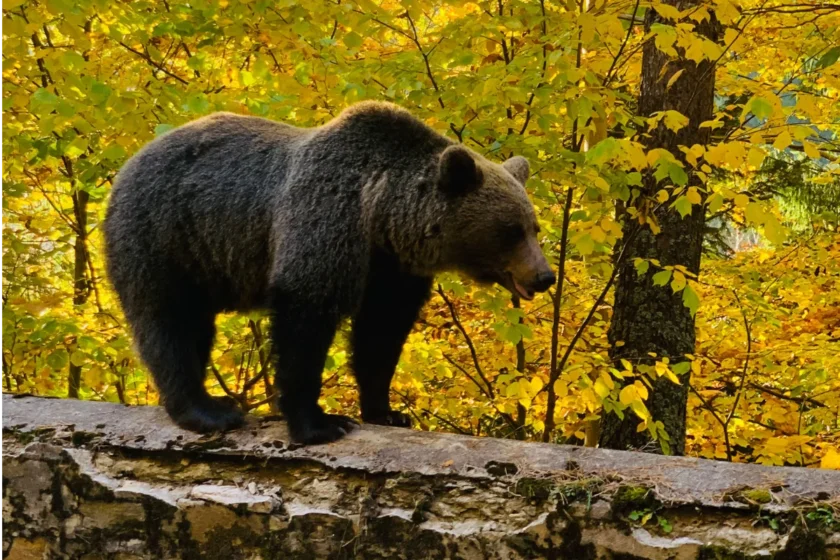 How a Bear-Proof Trash Can Helps Prevent Bears and Rodents